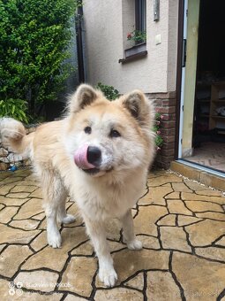 Akita inu krytie - 3