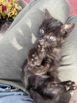🐾 Dve zachránené mačičky hľadajú spoločný domov 🐾 - 3
