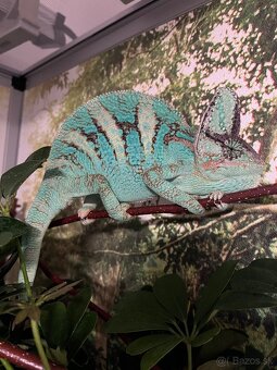 Predám komplet zariadené terárium aj s chameleonom - 3