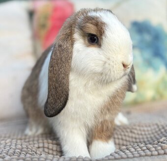 Minilop mláďatká - modrooká samička s VP - 3