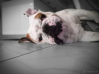 Anglicky buldog krytie - 3