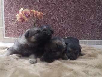 nemecky ovčiak šteniatka - 3