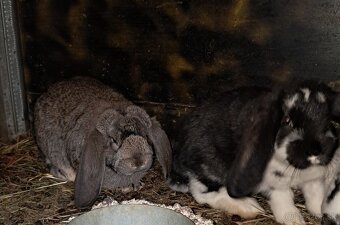 Francuzske barany - 3