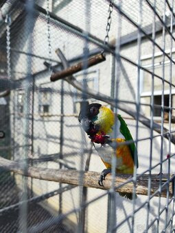 Amazonik čiernotemenný - 3