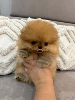 Pomeranian mini - 3