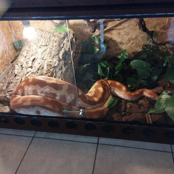 Python brongersmai - 3