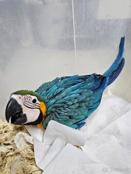 Predám samčeka Ara Ararauna - 3