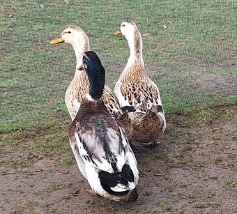 Kačky Appleyardy NV - 3