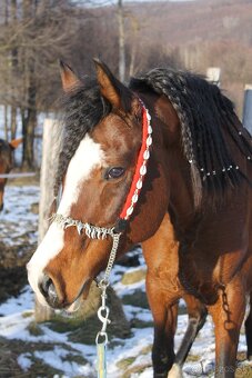 Pripúšťanie arabský plnokrvník - 3