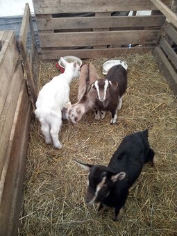 Kozliatka capkovia - 3