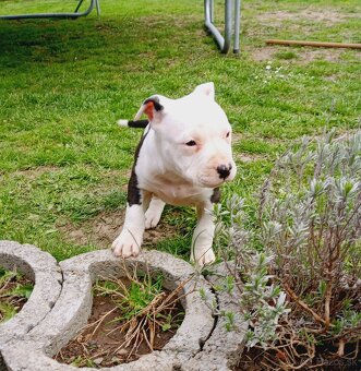 Americký Staforčírsky teriér , Amstaff - 3