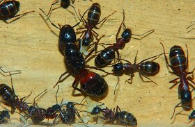 Kolónia mravcov rodu Camponotus - 3