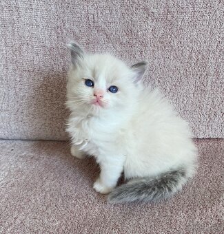 Ragdoll - 3