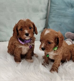 Cavapoo - 3