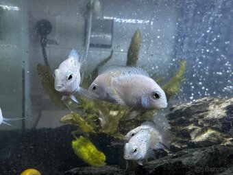 🐠 Mladé cichlidy Vieja / Paraneetroplus 🐠 - 3