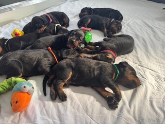 Dobermann - 3