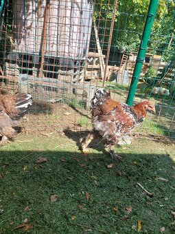 Brahmanka velka porcelanova, Orpingtonka - 3