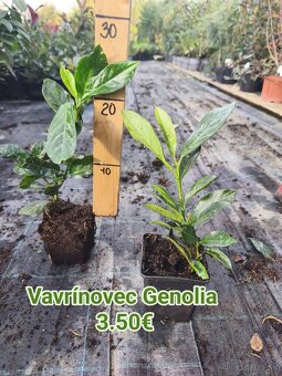 Vavrinovec cervienka - 3