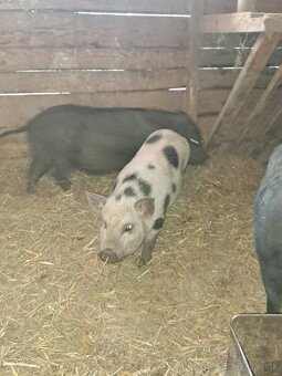 Vietnamské prasiatka - 3