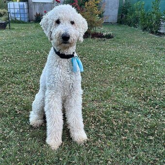 Labradoodle na krytie - 3