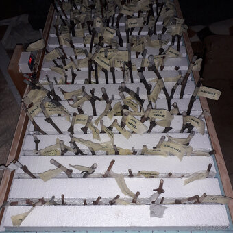 Zakoreňovaci box - 3