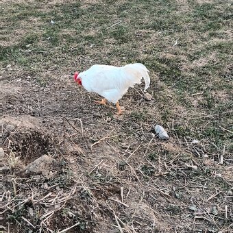 Predám kohútov - 3