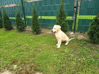 Zlatý retriever - 3