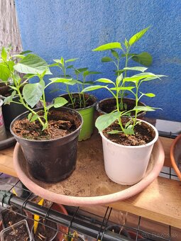 Predám priesady chilli papričiek - 3