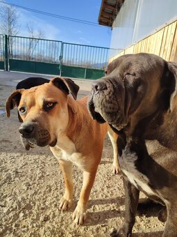 3 ročný čistokrvný Cane Corso - 3