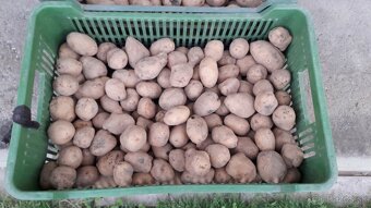 Kŕmne zemiaky - 27 kg za 8 Eur
- 3