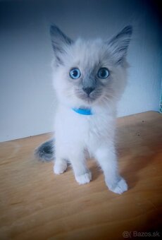 Predám Ragdoll - 3