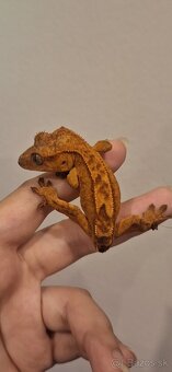 Pagekon riasnatý ( Correlophus ciliatus) - 3