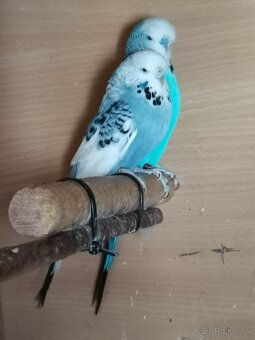 Výstavné Andulky - 3