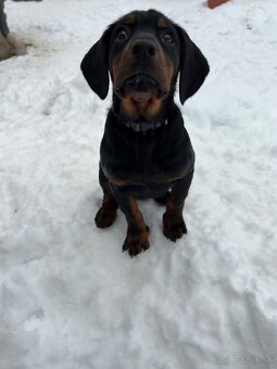 Slovenský kopov s PP - 3