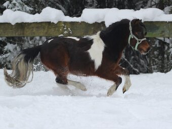 Belgický miniatúrny poník - 3