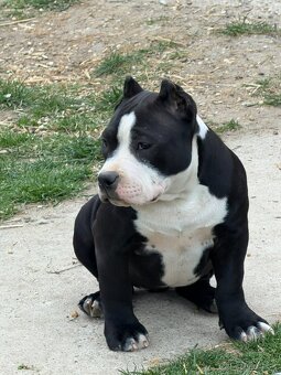 Na predaj American Bully - 3