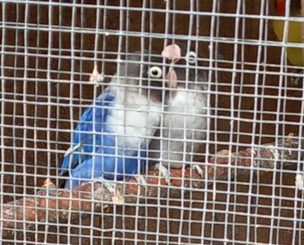 Agapornisy škraboškové - pár - 3