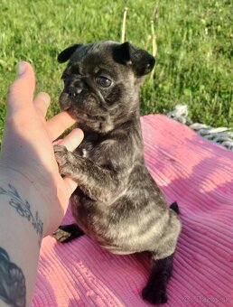 Šteniatka mops X francúzsky buldog - 3