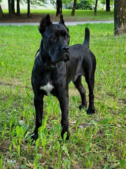 Pes Cane corso na krytie - Elthario - 3