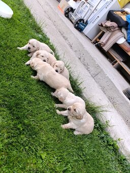Zlatý retriever šteniatka - 3