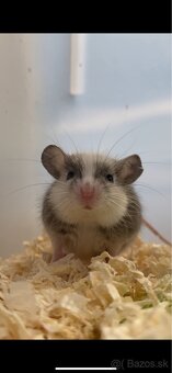 Myška - 3