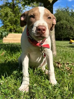 Americky pitbull terier s pp - 3