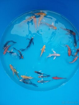 Koi kapre - 3