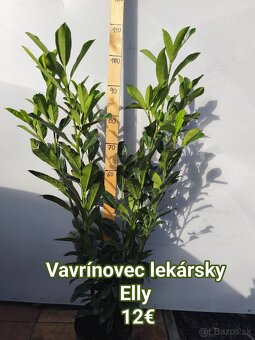 vavrínovec, červienka, cyprusovec, živý plot - 3