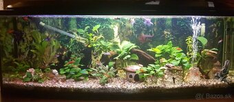 Akvárium 450 lit. - 3