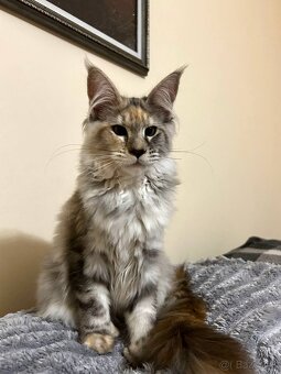Maine Coon mačiatko – dievčatko, polydakt, farba fs22 (želvo - 3