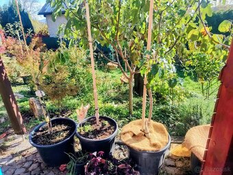 Predám Broskyňa , Marhuľa , Jabloň , Slivka , Hruška, Višňa. - 3