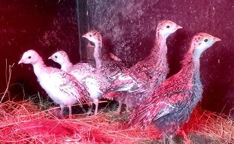 Kurcata morky bronzovej - 3