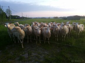 Jehnice Východofríské ovce (VF) - 3