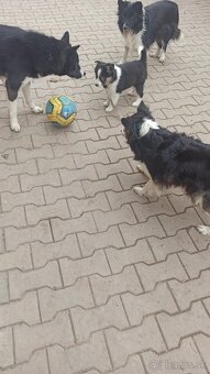 Šteňatá Border Kólia - 3